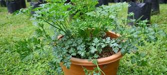 Bakwan jagung punya banyak varian resepnya. Cara Mudah Budidaya Seledri Di Rumah Untuk Pemula Byrest