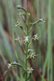 Image result for Habenaria humilior