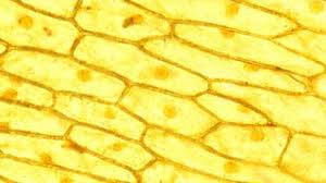 Apr 08, 2021 · each plant was labelled with 0.4 mbq 14 co 2. Cells Cells To Systems Ks3 Biology Revision Bbc Bitesize