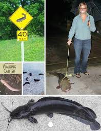 Banyak masyarakat indonesia yang senang dengan ikan cupang ini, sehingga tidak sedikit dari mereka memelihara ikan cupang dari berbagai warna dan jenis. Ikan Keli Organik Posts Facebook