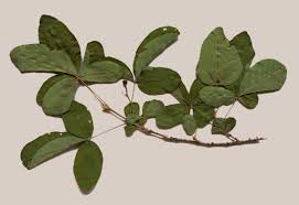 Image result for Vitex mombassae