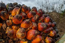 Image result for Elaeis