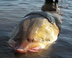 11 Largest Freshwater Fish Beluga Freshwater Fish Fish Scary Fish