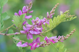Image result for Indigofera mendonçae