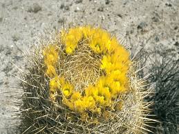 Cacti do not have leaves. Cod Barrel Cactus