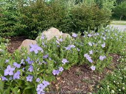 Image result for Vandellia humilis