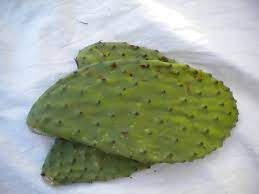 We received two large pads with no prickers. Arizona Tortoise Compound Opuntia Cactus