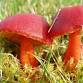 Identification of Fungi for improvers in the Field event image