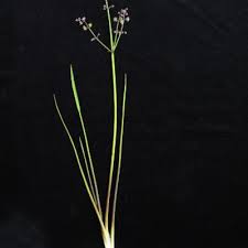 Image result for Burnatia enneandra