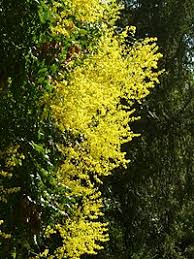Image result for Aporrhiza paniculata