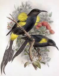 Image result for Zornia pratensis