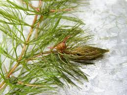 Image result for Ceratophyllum muricatum