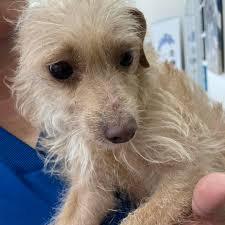 Humane Society Of El Paso