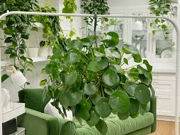 Chinese money plants grow well in spots that receive plenty of sunlight throughout the day. Pilea Peperomioides Friendship Plant Care Difficulty Moderate Amiesue Com