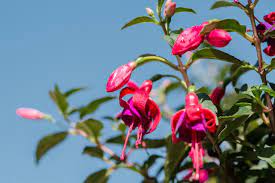 This potted beauty gives the area a pop of color and an organic feel. Fuchsia Plant Care Growing Guide