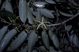 Image result for Xylopia