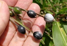 Image result for Coix lacryma-jobi