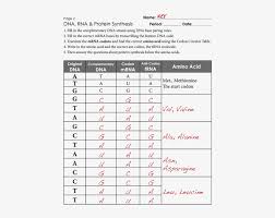 If several sequences might work choose any one. Protein Synthesis Worksheet Exercises And Amino Acid Answer Free Transparent Pngkey 10 More Less 2nd Grade Handwriting Sheets For 1st Mathematics 1 Yellow Preschool Holiday Budget Calamityjanetheshow