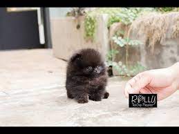 True Teacup Black Pomeranian Teddy Bear Kasey Rolly Teacup Puppies Youtube Teacup Puppies Pomeranian Puppy For Sale Black Pomeranian Puppies