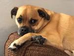 Pug and Beagle Mix - Designer Mixed Breed Dogs
