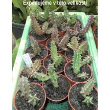 Image result for Huernia kirkii