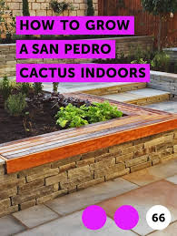 The flesh of the cactus is traditionally eaten or made into tea in peru. Learn How To Grow A San Pedro Cactus Indoors How To Guides Tips And Tricks San Pedro Cacti Plants Getting Rid Of Bees