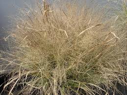 Image result for Eragrostis macrochlamys
