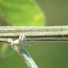 Image result for Crotalaria heidmannii