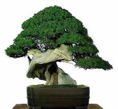بونسای؛هنر ۱۵۰۰ ساله چین و ژاپن - شرکت سبزینه کشت / کوکوپیتشرکت سبزینه کشت  / کوکوپیت