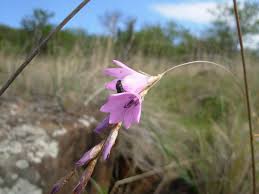 Image result for Dierama cupuliflorum