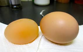 Cara mengatasi telur ayam lembek, kerabang telur mudah pecah, biasanya telur aya lembek salm peternak,cara mengatsi telur lembek setiap 50kg ransum ayam di kasih 1kg mineral di aduk rata. Wah Telur Ayam Ini Tidak Dibungkus Cangkang