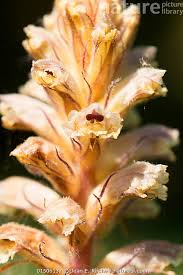 Image result for Orobanche