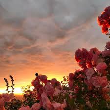 See more ideas about aesthetic pictures, pastel aesthetic, pink aesthetic. Pretty Pleasant Aesthetics Home Facebook