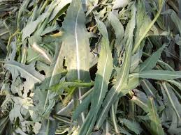 Image result for Launaea cornuta