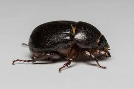 Image result for Pentodon