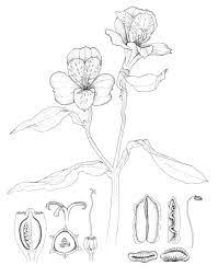Jbatesart Dissection Plate Of An Alstroemeria Done In Ink C Jbatesart 2015 Lilies Drawing Scientific Illustration Flower Drawing