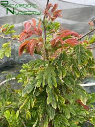 Image result for Calliandra haematocephala