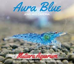 Diposting oleh unknown di 08.43. 10 Udang Hias Air Tawar Terbaik Tampilan Menarik Bestlist