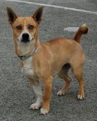 Some might debate how to name this mixed breed (chorgi?), but we're sure most would agree that it is a precious little dog. Rat Terrier Chihuahua Corgi Mix Pets Lovers