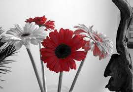 Find hd wallpapers for your desktop, mac, windows, apple, iphone or android device. Red Between The Grey Flowers Nature Background Wallpapers On Desktop Nexus Image 142563