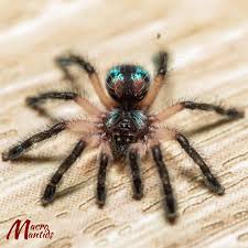 As spiders go, the brazilian jewel tarantula, or typhochlaena seladonia, is one of the prettier arachnids out there, with its colourful body and iridescent legs. Say Hello To Sapphire The Brazilian Jewel Typhochlaena Seladonia Tarantulas