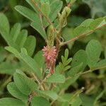 Image result for Indigofera astragalina