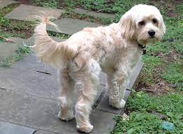 More cockapoo puppies / dog breeders and puppies in virginia. Goldendoodle Puppies And Cockapoo Puppies In Virginia By Carriage House Premium Goldendoodle Breeder