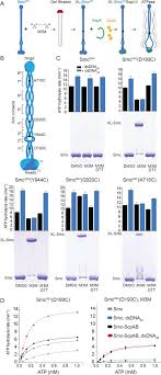 • den tjekker det geometriske og altså om det er de rigtige. Gradual Opening Of Smc Arms In Prokaryotic Condensin Biorxiv
