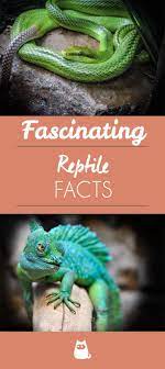 How Do Reptiles Breathe Reptile Facts Reptiles Facts Reptiles Reptiles Preschool