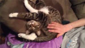 Fast free delivery w/amazon prime. 8 Unmistakable Ways Your Cat Says I Love You Bechewy