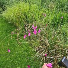 Image result for Dierama formosum