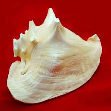 Buy Om Shabda-Brahman Blowing Vamavrati Shank For Pooja, Arti