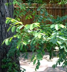 Image result for Phyllanthus reticulatus