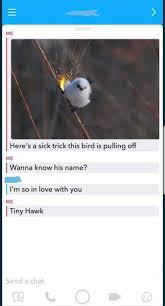 Tiny Hawk In Action Memes Funny Memes Love Puns